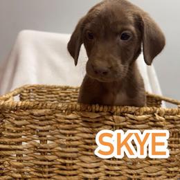 Sky - Chocolate female Labrador Retriever puppy in Lucasville, Ohio from Backwoods Labradors