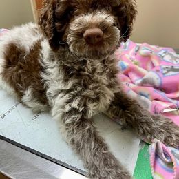 Lagotto Romagnolo Puppies from Agapē Lagotto Romagnolo