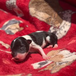 Mayhem - Tri-color male Border Collie puppy in Midland, Texas from High Velocity Stockdogs