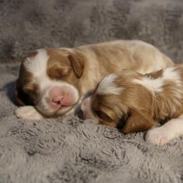 Boy 1 - male Cavapoochon puppy in Fredericksburg, Ohio from Timshell Farm Specialty Crossbreed Puppies