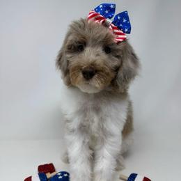Fringe - Parti female Goldendoodle puppy in Krum, Georgia from Heartfelt GoldenDoodles