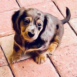 Dachshund Puppies from Meldox