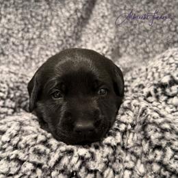 Teal Girl - Black female Labrador Retriever puppy in Colorado from Albrecht Farms Labrador Retrievers