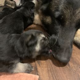 German Shepherd Puppies from JayDee's Proud K911