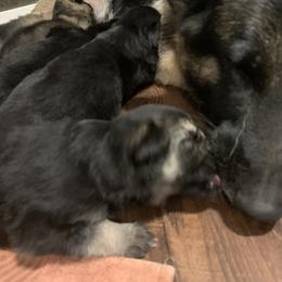 German Shepherd Puppies from JayDee's Proud K911