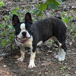 Ezme - Boston Terrier