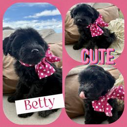 Betty - Black female Whoodle puppy in Rocky Ridge, Utah from Miniature Whoodles & Wheaten terriers Utah