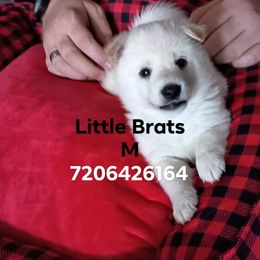 Frost Snow - Cream male Shiba Inu puppy in Colorado Springs, Colorado from Little Brats