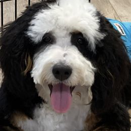 Bernedoodles and Pomskies from Luxe Pomskies & Bernedoodles