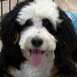 Bernedoodles and Pomskies from Luxe Pomskies & Bernedoodles