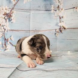 Dwight - White and blue merle male Border Collie puppy in Avilla, Indiana from Borderline Kennels