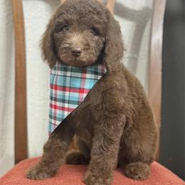 Brownie- Teal Collar - Chocolate female Goldendoodle puppy in Bay City, Texas from Charming Doods Goldendoodles