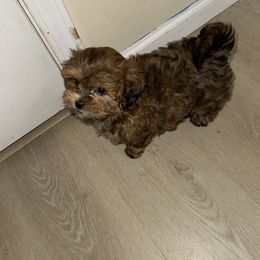 Pumpkin - Brown female Shihpoo puppy in Cedar Springs, Michigan from Pridespoodles