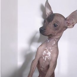 Taya - Xoloitzcuintli