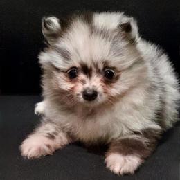 Smokey - Blue merle male Pomeranian puppy in Los Angeles, Santa Clarita, California from LT_Poms