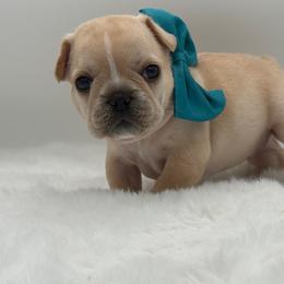 Celeste - Cream female French Bulldog puppy in Largo, Florida from Big Daddy Frenchies
