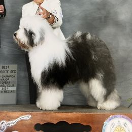 Stuffin - Old English Sheepdog