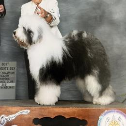 Stuffin - Old English Sheepdog