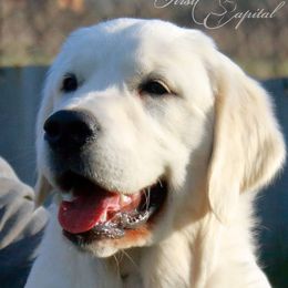 Klondike - Golden Retriever