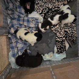 Hambone - White and black male Newfoundland puppy in Quaker City, Ohio from Country Magik