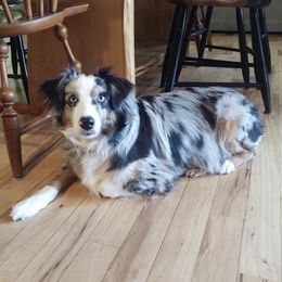 Miniature Australian Shepherds from Riley Creek Mini Aussie's