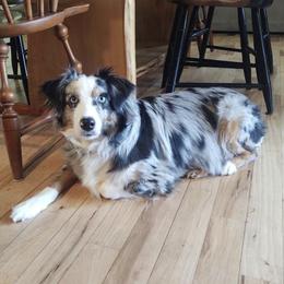 Miniature Australian Shepherds from Riley Creek Mini Aussie's