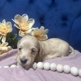 Biscotti - Cream female Dachshund puppy in Saint Peter, Illinois from Ashton’s Doxies of Southern IL
