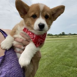 Pembroke Welsh Corgi Puppies from Clearsky Corgis