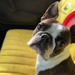 Lady - Boston Terrier