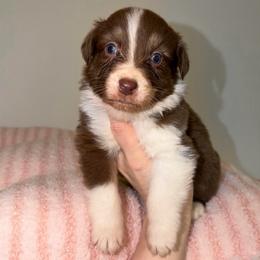 Winter - Red tri-color female Australian Shepherd puppy in Anniston, Alabama from All Hale Aussies