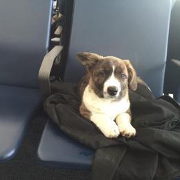 Cardigan Welsh Corgi Puppies from Cardiridge Cardigan Welsh Corgis