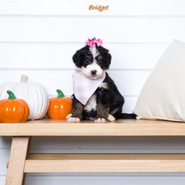 Bernedoodle Puppies from Pawsh Bernedoodles