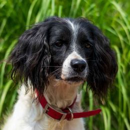 Maggie - English Springer Spaniel