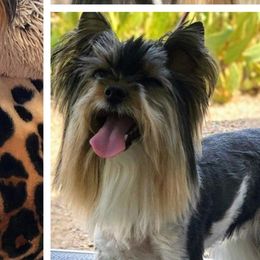 Brinkley - Biewer Terrier