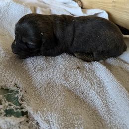 Bellwether - Brindle female Dachshund puppy in Pearce, Arizona from Katy West Weenies
