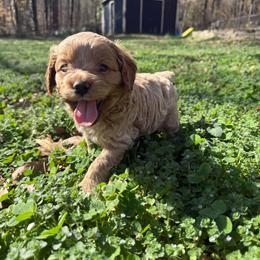 Sven - Red roan male Cockapoo puppy in Williamston, South Carolina from Sassy Bob’s Dogs