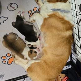 Pembroke Welsh Corgi Puppies from Larile Farm