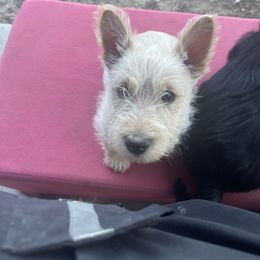 Woodrow - Wheaten male Scottish Terrier puppy in Brule, Nebraska from Scottyland Yard