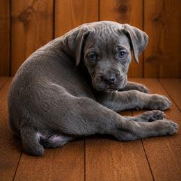 Bonnie - Gray female Cane Corso puppy in Haslet, Texas from Trained To Go Corso Kennels (T.T.G. Corso Kennels)