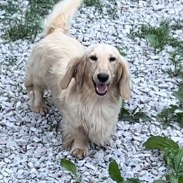 Cream female - Cream female Dachshund puppy in Desloge, Missouri from Snows Doxies