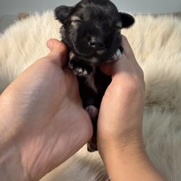 Miniature Schnauzer Puppies from Birkin’s Miniature Schnauzers