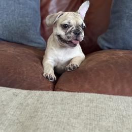 Merla - Fawn female French Bulldog puppy in Dunnellon, Florida from Flower Frenchies