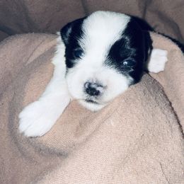Jade - Piebald female Morkie puppy in Tampa Bay, Florida from Woodpecker Ridge Pups