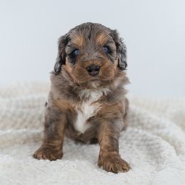 Hiccup - Blue merle male Aussiedoodle puppy in Cortez, Colorado from Sassy Pants Pups