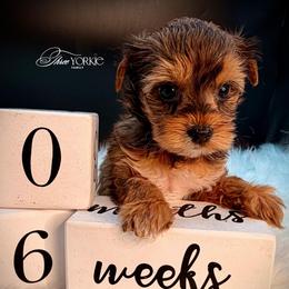 Girl 2 maroon - Tan female Yorkshire Terrier puppy in Machesney Park, Illinois from Three Yorkie Family