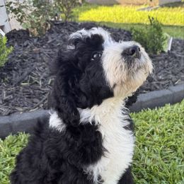 Astro - Black and white male Bernedoodle puppy in Tomball, Texas from Ruthy's Bernedoodles