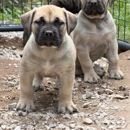 Pink Collar - Fawn female Boerboel puppy in Manitowoc, Wisconsin from Mae Boerboel