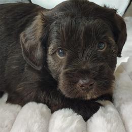 Valentino AKC therapy lined classic chocolate liver - Liver male Miniature Schnauzer puppy in Temple, Texas from Schnauzers Of Taylor