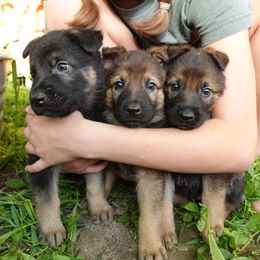 German Shepherd Puppies from Von der Henne K9