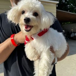 Tory - Maltese